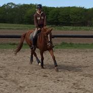 New Forest Rossum's tango