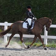 Anden særlig race Cassiopeia Star (Reba)