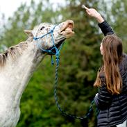 Knabstrupper Dunkans figaro