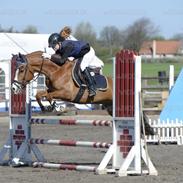 New Forest Brentebjergs alphabeat