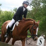 New Forest Brentebjergs alphabeat