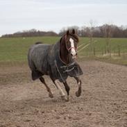 Anden særlig race Spirit