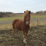 Islænder Robin fra nr. hytten