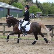 Welsh Pony af Cob-type (sec C) Møllebos Laval - verdens bedste ven<3