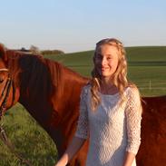 New Forest Kastanjegårdens fromage