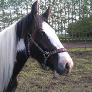 Irish Cob Mary's Prinsess by Lovecob