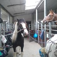 Irish Cob Mary's Prinsess by Lovecob