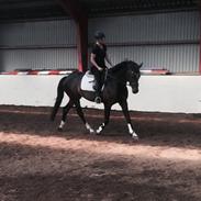 Hollandsk Varmblod Eldorado