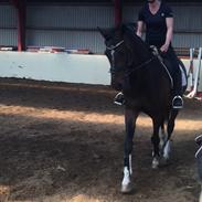 Hollandsk Varmblod Eldorado