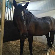 Hollandsk Varmblod Eldorado