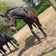 Hollandsk Varmblod Eldorado