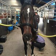 Hollandsk Varmblod Eldorado