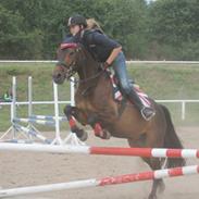 Anden særlig race Gallardo