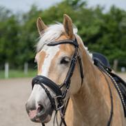 Haflinger Adobe