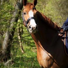 Dansk Varmblod Another Prince  Skovbo (Solgt)