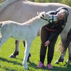 Fjordhest Toftegårdens Ninja <3