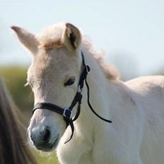 Fjordhest Toftegårdens Ninja <3