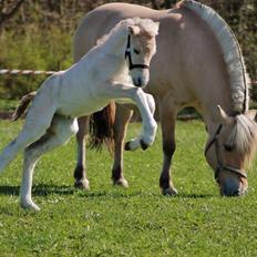 Fjordhest Toftegårdens Ninja <3