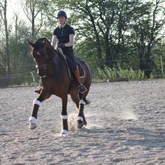 Dansk Varmblod Aalykkes Raffinessa