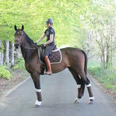 Dansk Varmblod Aalykkes Raffinessa