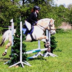 Fjordhest Fønix Frede [Tidl. part]