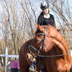 Dansk Varmblod Lorenz - Elmbo