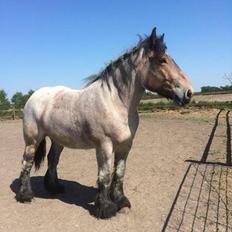 Belgier Dharma af skelmosegaard