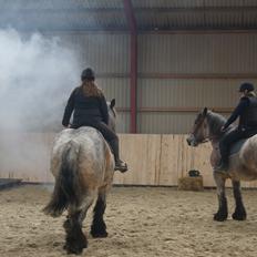 Belgier Dharma af skelmosegaard