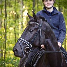 Dansk Varmblod Stald Højgårds Libella