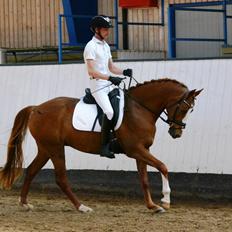 DSP Lykkebo Diva RSDH 708