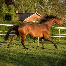 Anden særlig race Nylykke's Complete Girl