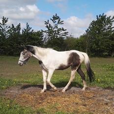 Anden særlig race Royal z´s i survived