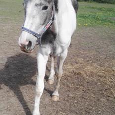 Anden særlig race Royal z´s i survived