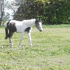 Anden særlig race Royal z´s i survived