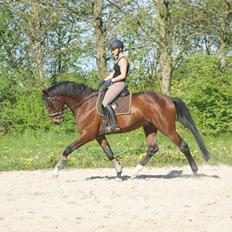 Trakehner Donaukansler