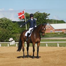 Dansk Varmblod Møgelmosegårds Happy Dancer