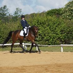 Dansk Varmblod Møgelmosegårds Happy Dancer