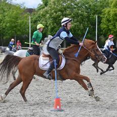 Hollandsk Sportspony Sonja