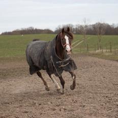 Anden særlig race Spirit