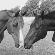 Anden særlig race Spirit
