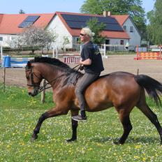 Dansk Varmblod BABY <3