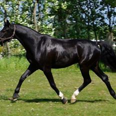 Dansk Varmblod Mosegårdens Derello "Frost" <3