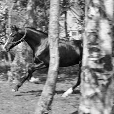 Dansk Varmblod Mosegårdens Derello "Frost" <3
