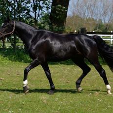 Dansk Varmblod Mosegårdens Derello "Frost" <3