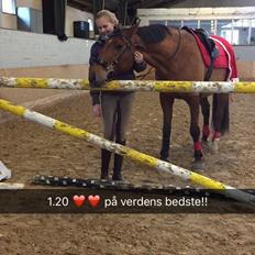 Dansk Varmblod Times square