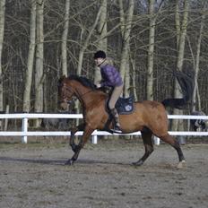 Dansk Varmblod Times square