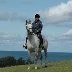 Shagya Araber (SH) Ho-Charmeur Bajar