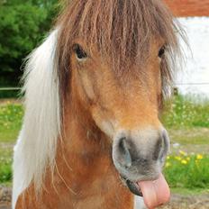 Shetlænder Incredible Dark Design (Indi)