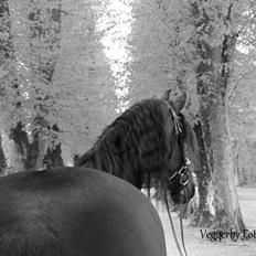 Frieser Jitske Van De Lage Landen