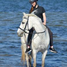 Anden særlig race Fernando